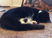 Toe beans!