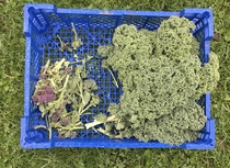 Allotment/Veg patch thread 11 'We bid  farewell to rainbow leaves but will keep plotting along'