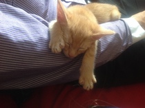 7 weeks bengal, is it too young