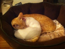 To ask what to do with the cat?