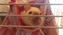 About the rat?