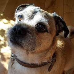 Do you want to share pics of your dog(s)?
