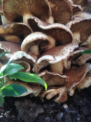 Fungus at base of tree