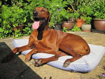Looking for the right breed for us