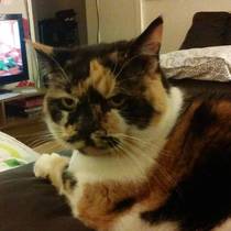 Poorly Cat