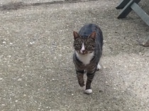 Your rescue animal story