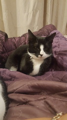 to choose a not so gorgeous cat?