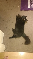 Any tricks for stopping cat from killing all the local wildlife?!