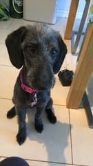 Wise terrier folk - advice needed please