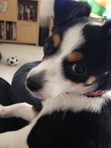 Please tell me about very small dogs