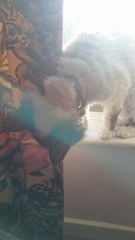 The Further Adventures Of Newboy