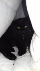 Cats still catting away part 5