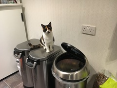 Things my cat has stolen