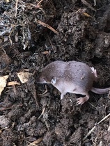 Allotment/Veg patch thread 11 'We bid  farewell to rainbow leaves but will keep plotting along'