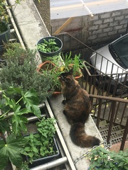 What's your DCat up to today? Episode 6, Return of the... Cats?