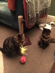 Adopting a rescue cat