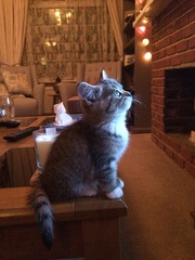 To ask what to do with the cat?