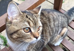 To ask what to do with the cat?