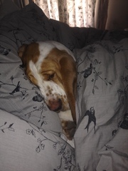 talk to me about bassets!