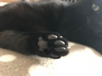 Toe beans!