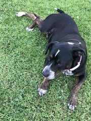 Do you want to share pics of your dog(s)?