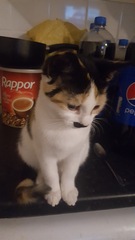 to choose a not so gorgeous cat?