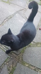 Does this cat belong to somebody?