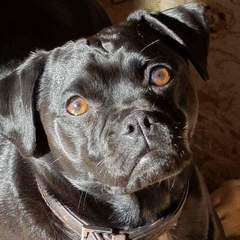 Do you want to share pics of your dog(s)?