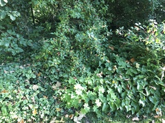 Please could you identify these 3 plants