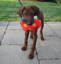 Looking for the right breed for us
