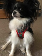 Do you want to share pics of your dog(s)?