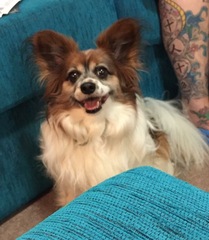 Do you want to share pics of your dog(s)?
