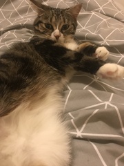 To ask what to do with the cat?