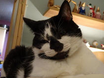 What's this on Fattycat's back.