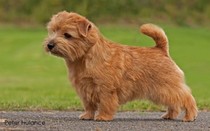 Please tell me about very small dogs
