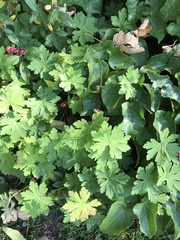 Please could you identify these 3 plants