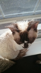 The Further Adventures Of Newboy