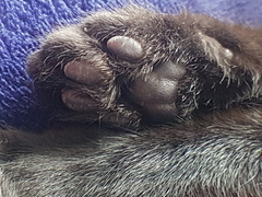 Toe beans!