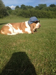 talk to me about bassets!
