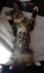 How on earth did you name your cat?