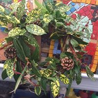 Pre-order your Christmas wreaths from Share Community