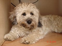 Do you want to share pics of your dog(s)?