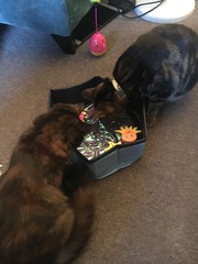 Adopting a rescue cat