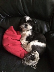 Do you want to share pics of your dog(s)?