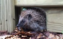 size of a hedgehog door