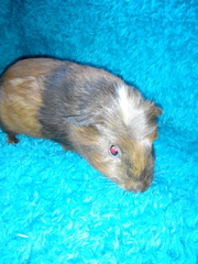 Today we have a Moll shaped hole in our 💔