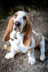 talk to me about bassets!