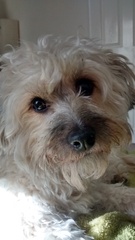 Do you want to share pics of your dog(s)?