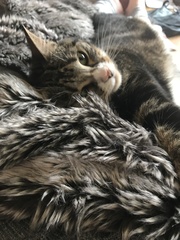 To ask what to do with the cat?