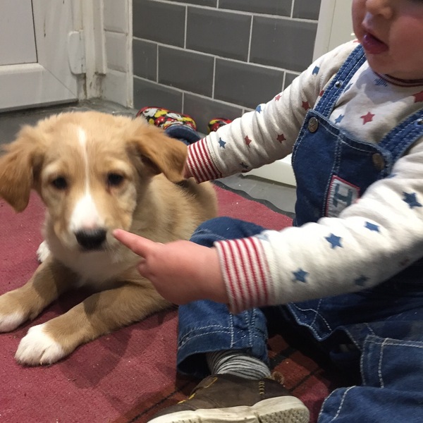 Kelpie collie cross puppy - photo for attention!